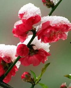 梅雪社区 国产视频区,国产视频盛宴，尽享视听盛宴